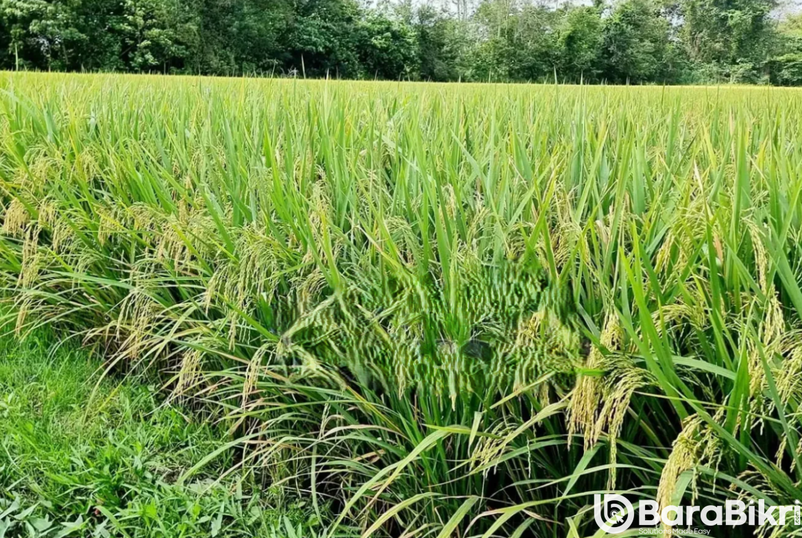 Farmland for sale in Patuakhali
