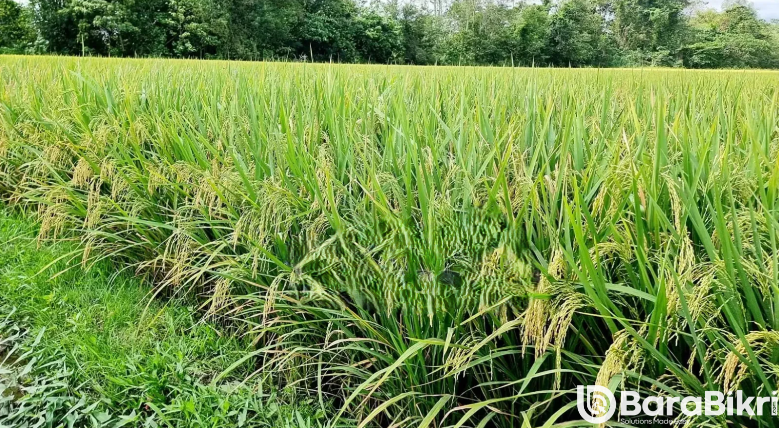 Farmland for sale in Patuakhali