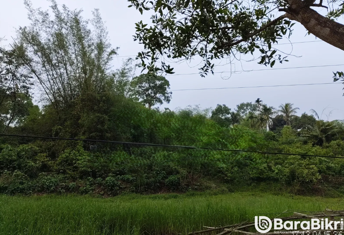 Lush green hill land for sale in Ghoga village, Golapganj, Sylhet with road access.