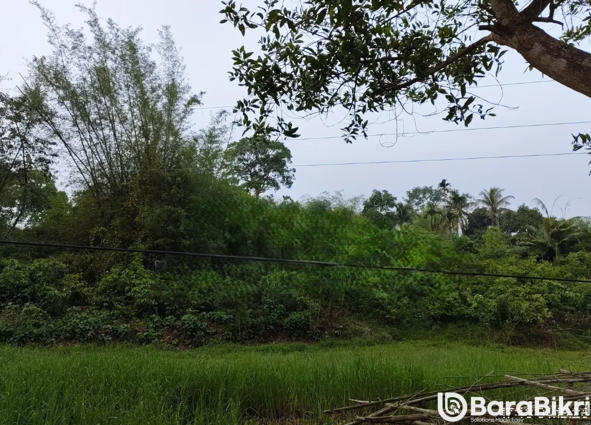 Lush green hill land for sale in Ghoga village, Golapganj, Sylhet with road access.