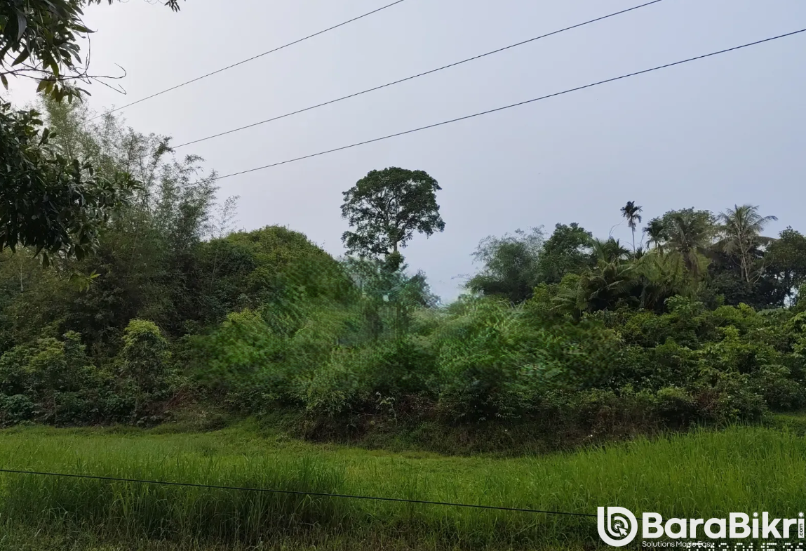 Lush green hill land for sale in Ghoga village, Golapganj, Sylhet with road access.