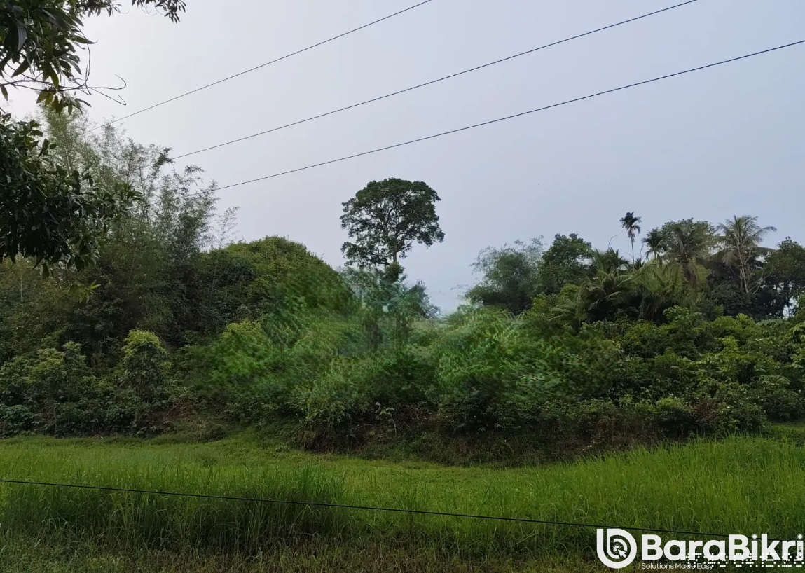 Lush green hill land for sale in Ghoga village, Golapganj, Sylhet with road access.