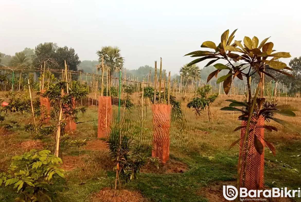 Traditional wooden house with land Munshiganj