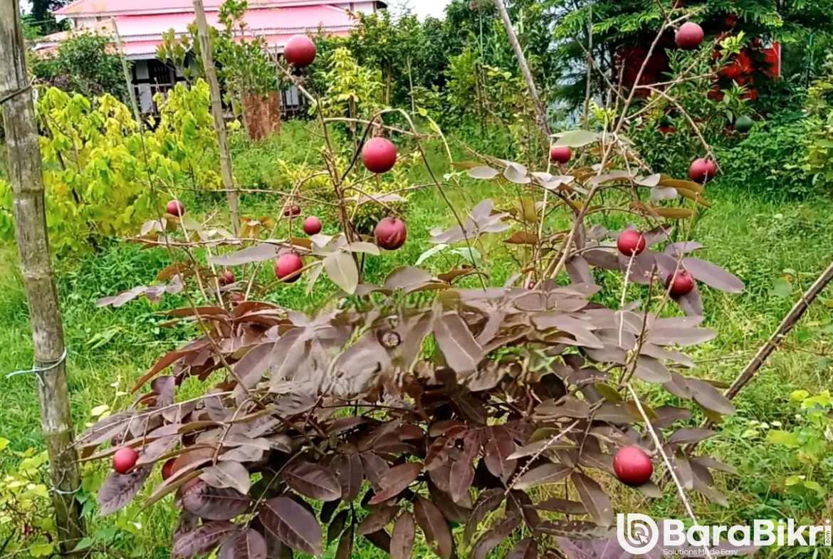 Automated farmhouse for sale near Dhaka