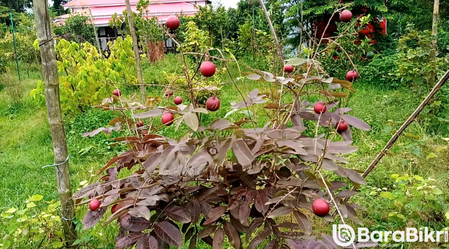 Automated farmhouse for sale near Dhaka